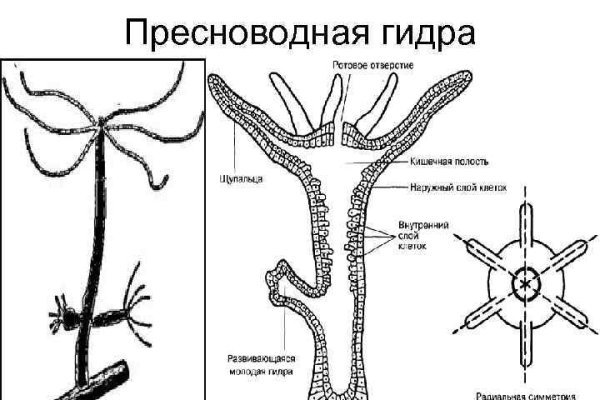 Кракен даркнет ссылка